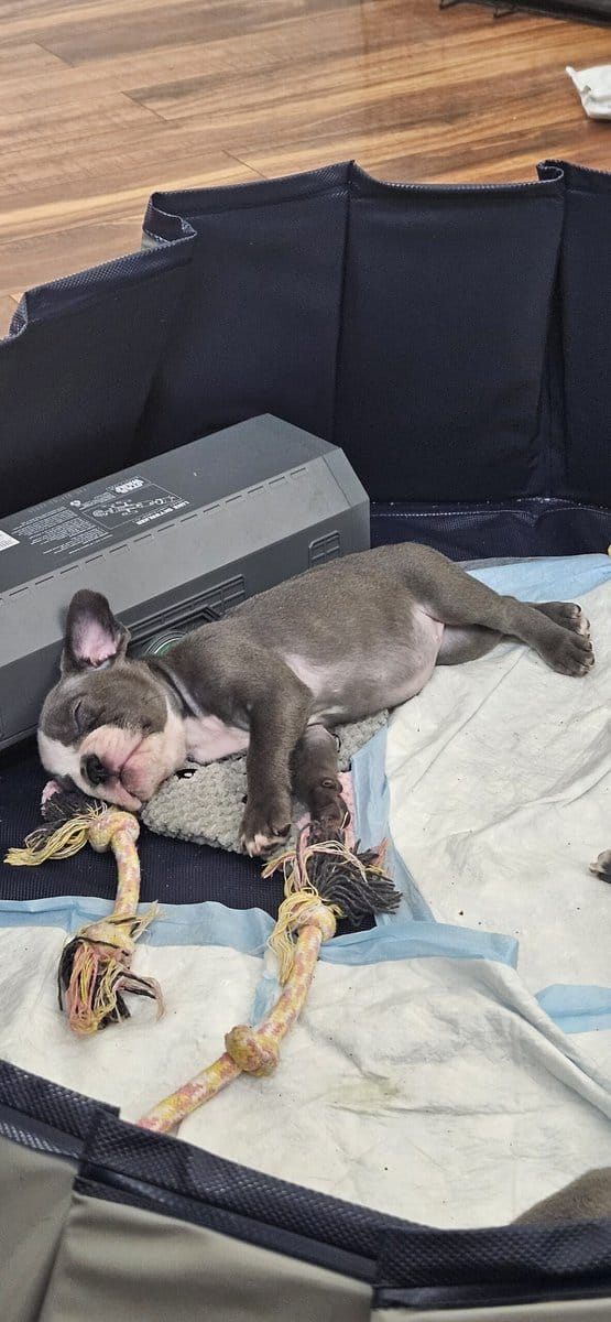 Frenchie puppies looking for forever homes image 6