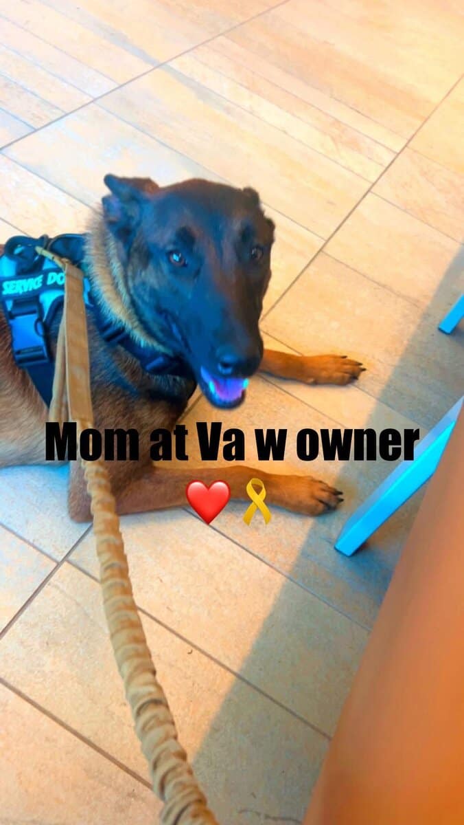 Malinois Pups ready for the holidays image 3
