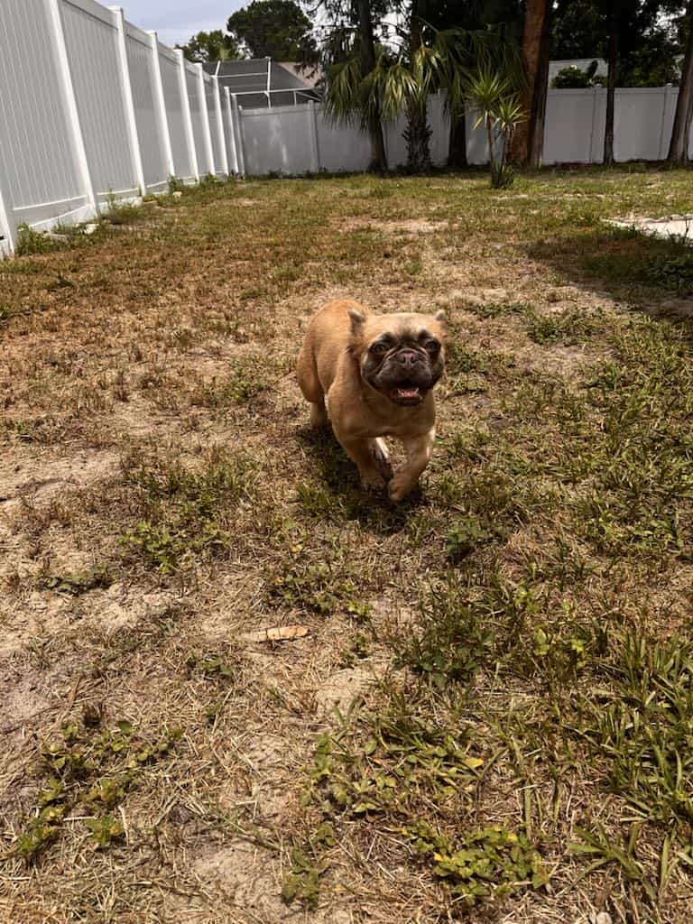 Fluffy female frenchie image 2