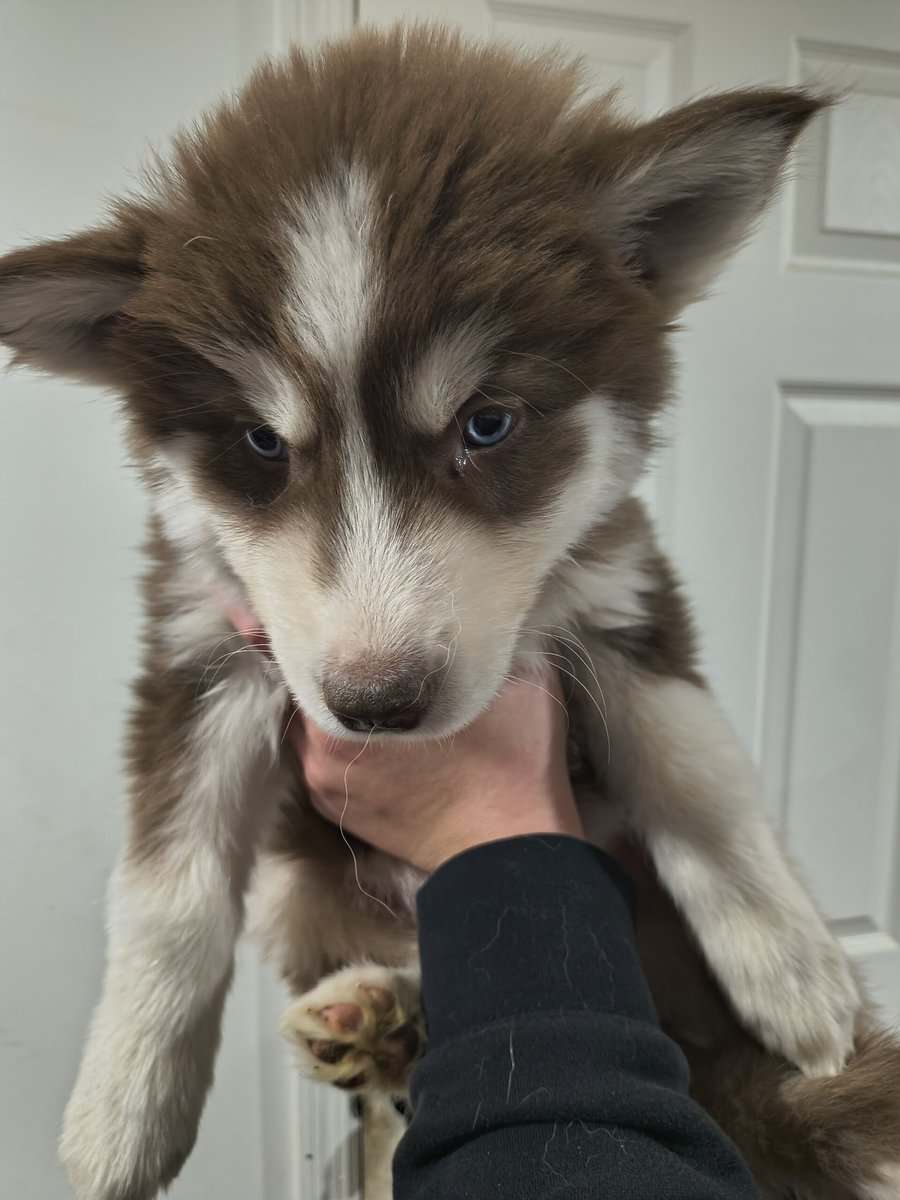 Husky Puppies image 2