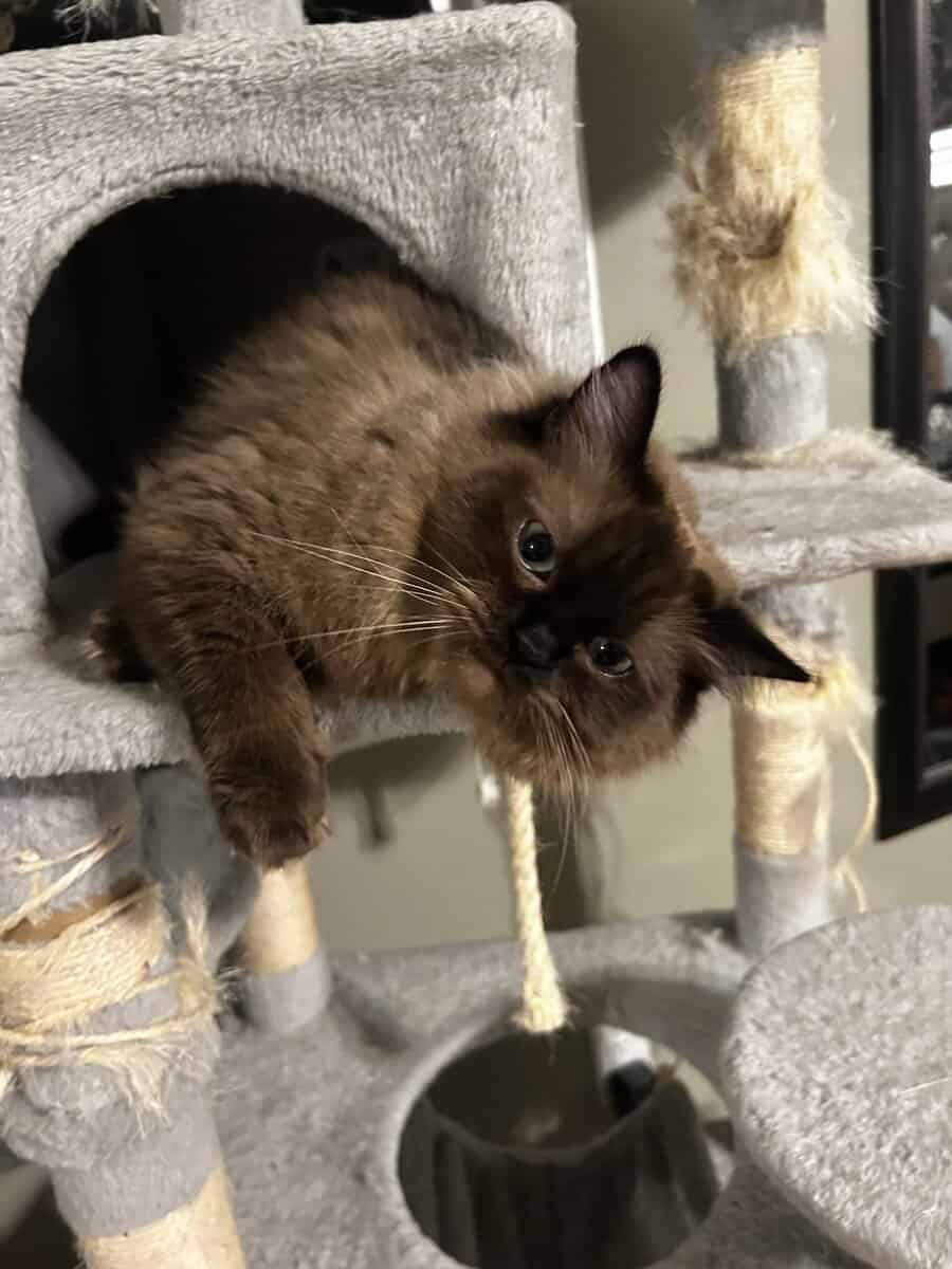 Ragdoll looking for her forever home image 3