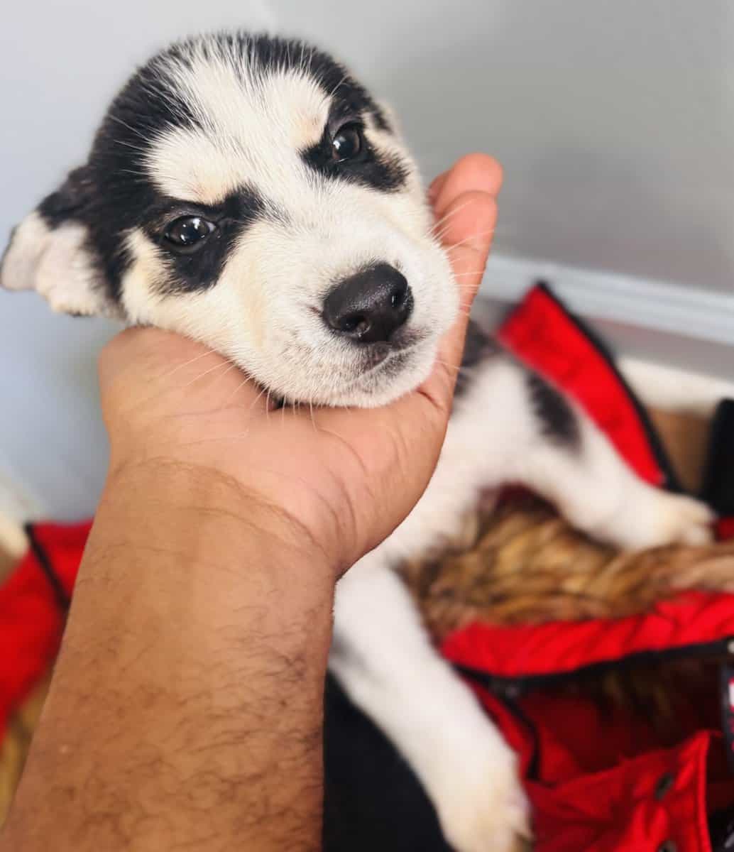 Huskies!!! image 1