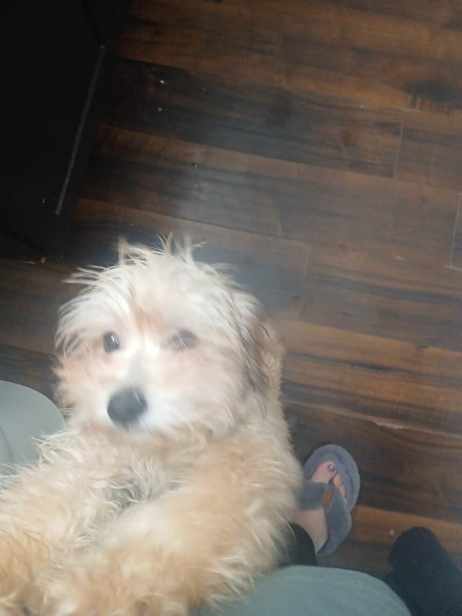 Meatball -MaltipooTerrier image 1
