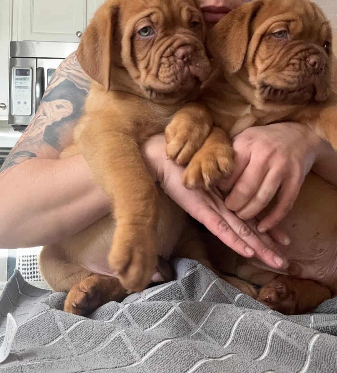 Champ BL/ 8 week old Dogue De Bordeaux pups image 17