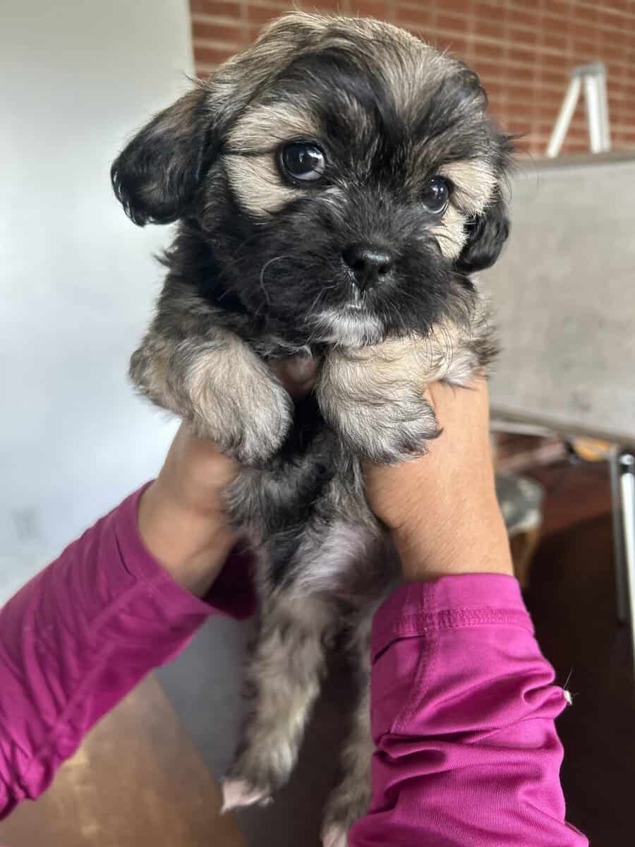 MalShi Puppies ready to go! image 6