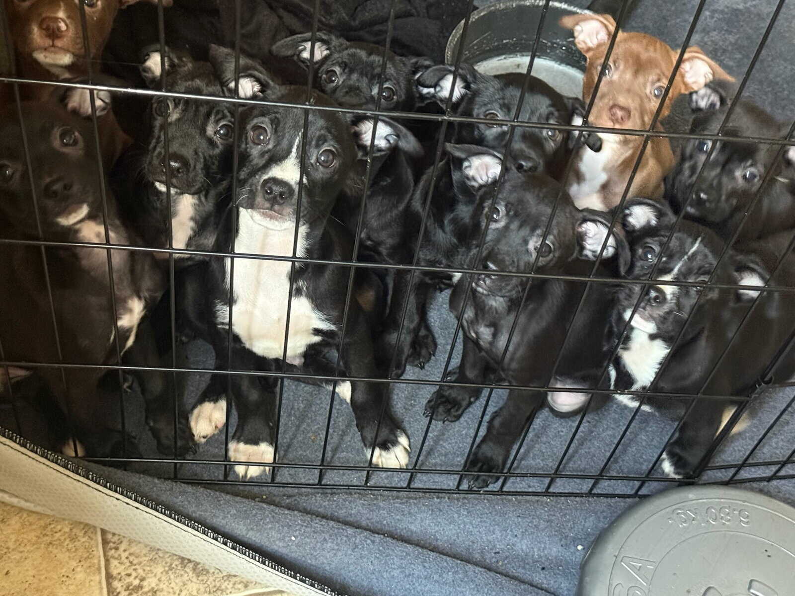 Rare Breed/Chi Staffy Bull pups /Designer Pups image 5