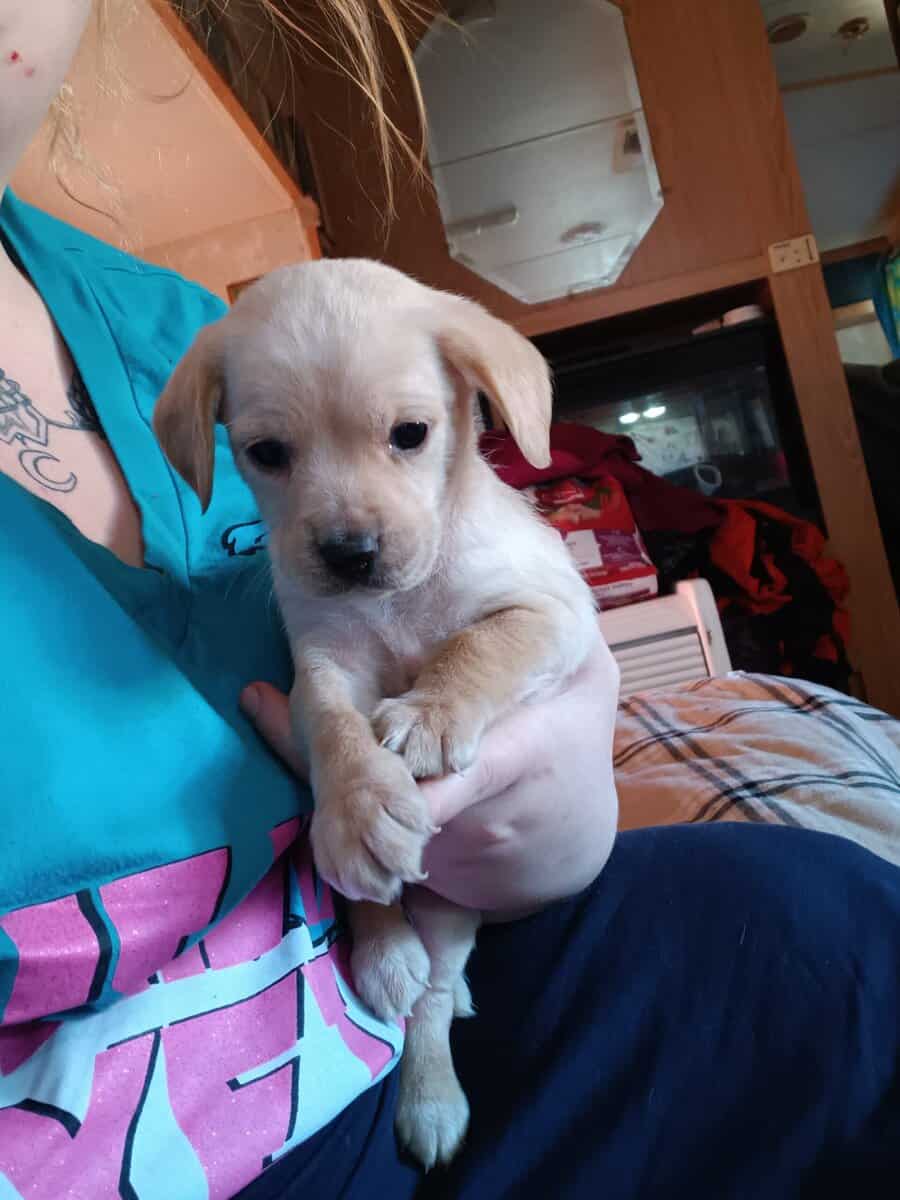 4 puppies available image 3