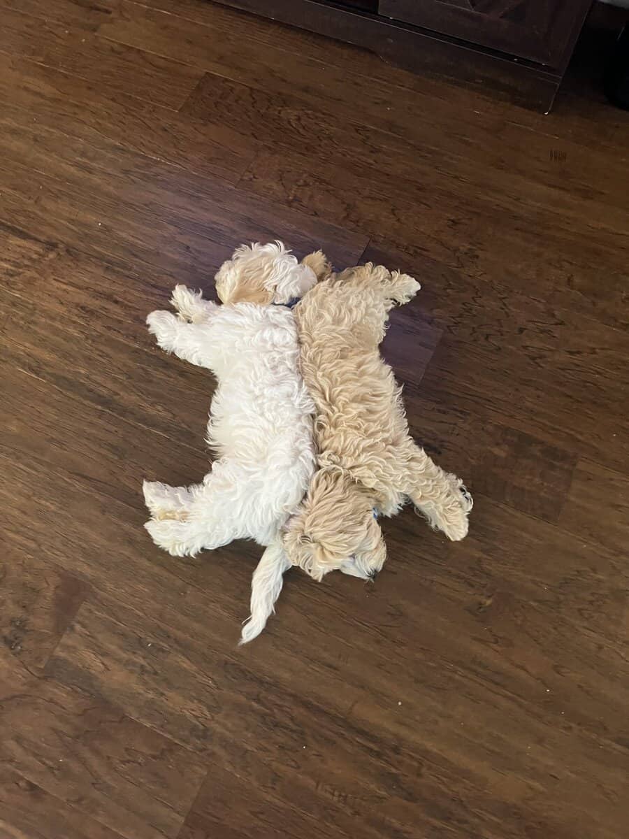 6mo Maltipoo - Benji image 2