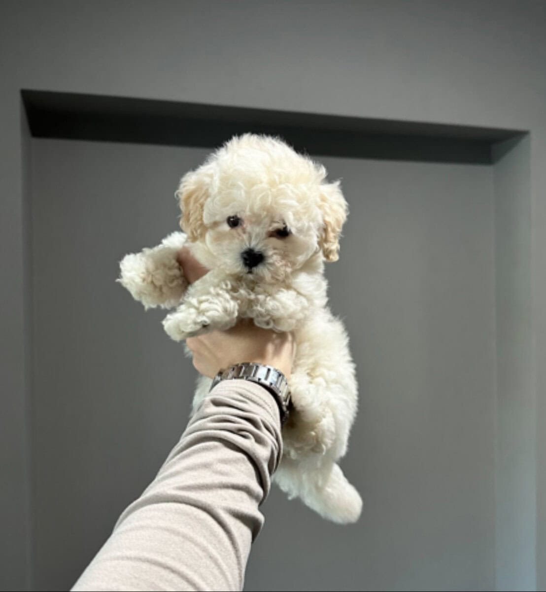 Precious Toy Poodle Puppies image 6
