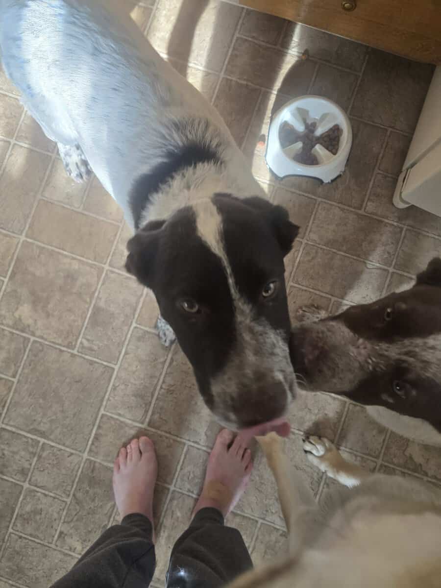 Heeler lab mix puppies. Have there shots. image 4