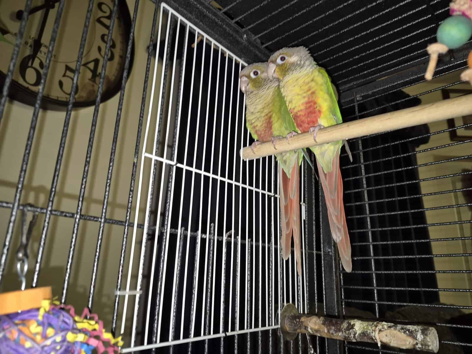 2 bonded female Pineapple Conures image 6