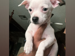 White Chihuaha
