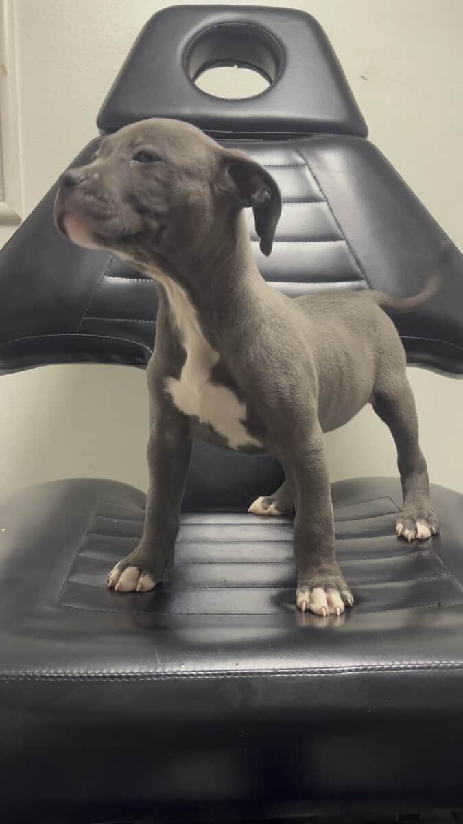 Blue Nose Pit Puppy image 2