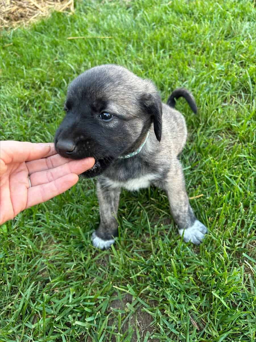 Anatolian Shepherds image 7