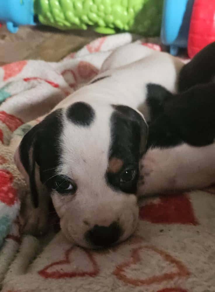 Puppies image 2
