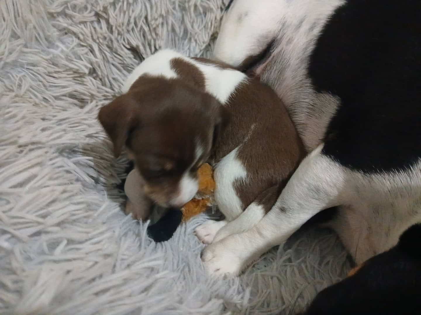 5 Week Old Precious Chiweenie Babies!!! image 8