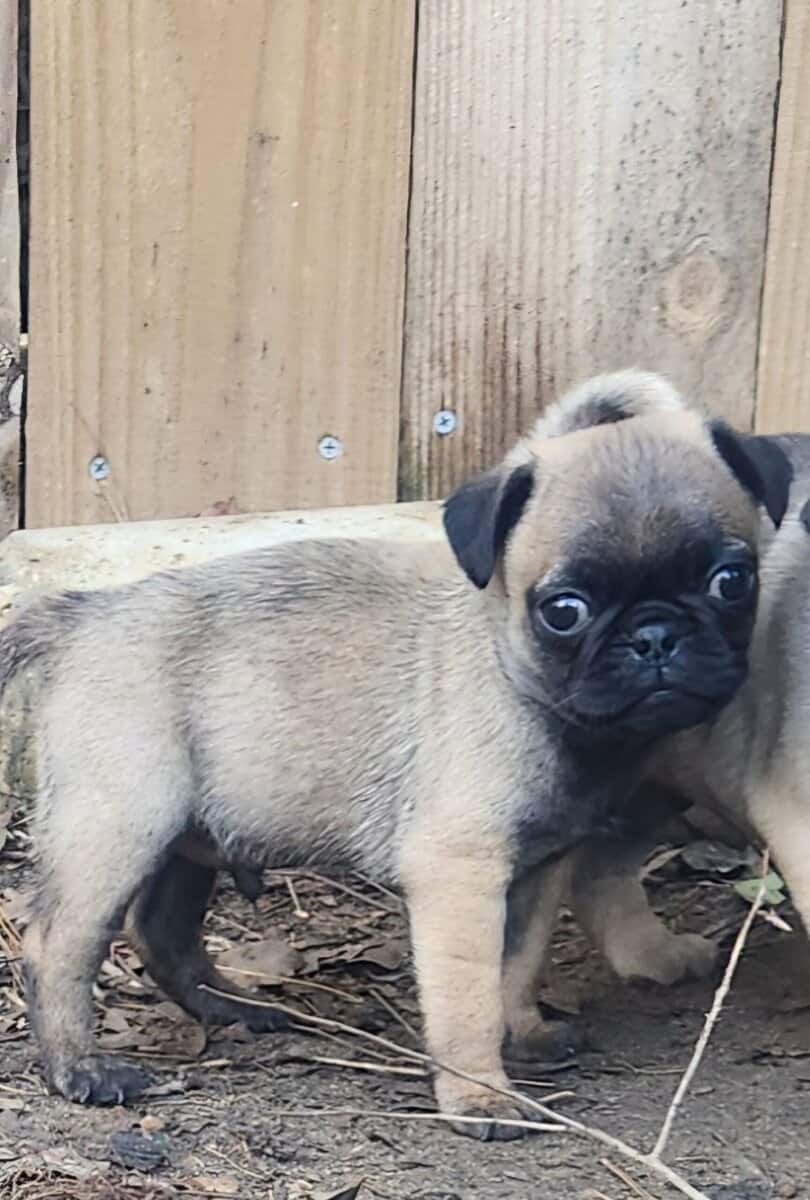 Pug puppy image 4