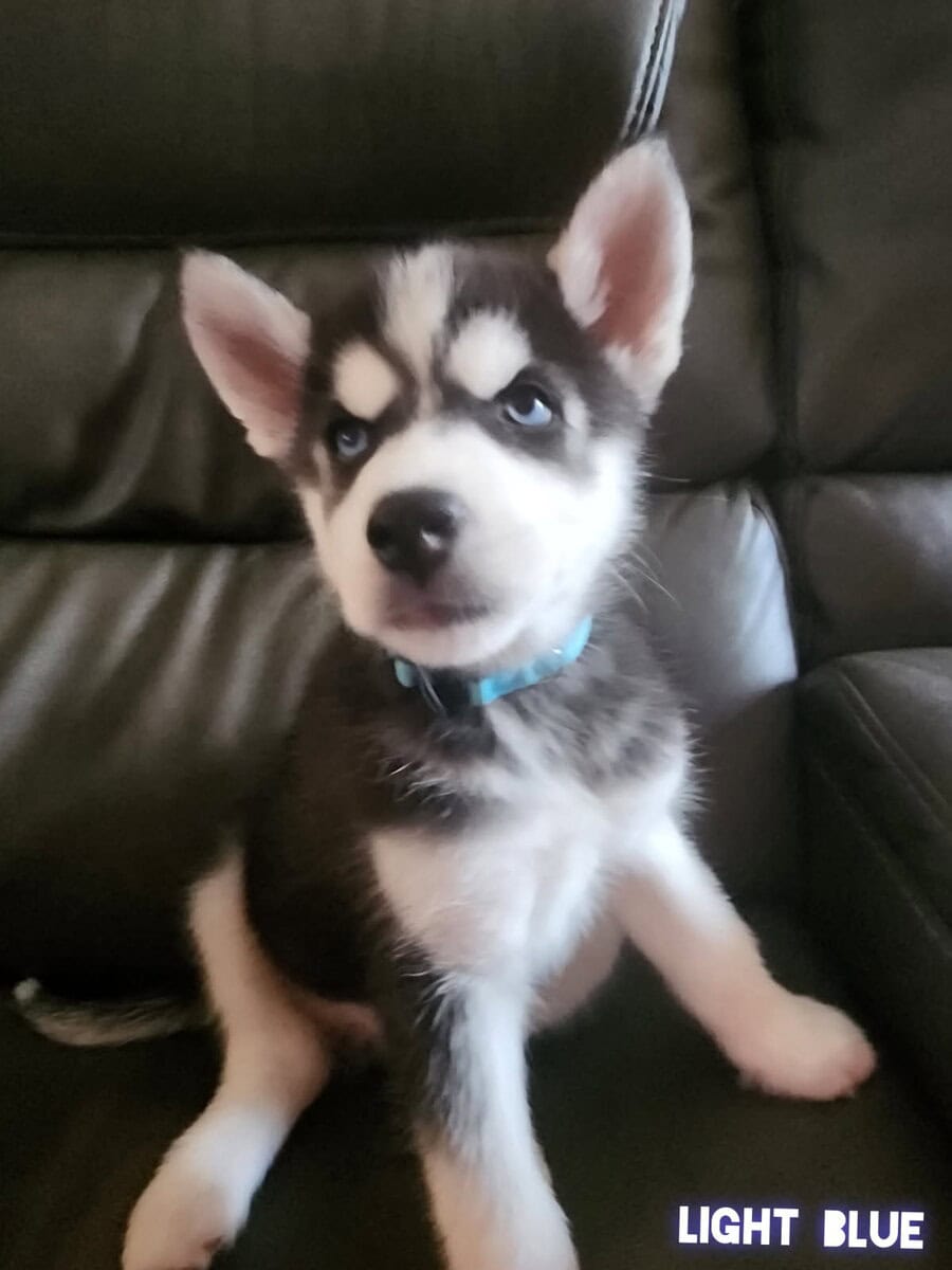 Husky puppies image 3