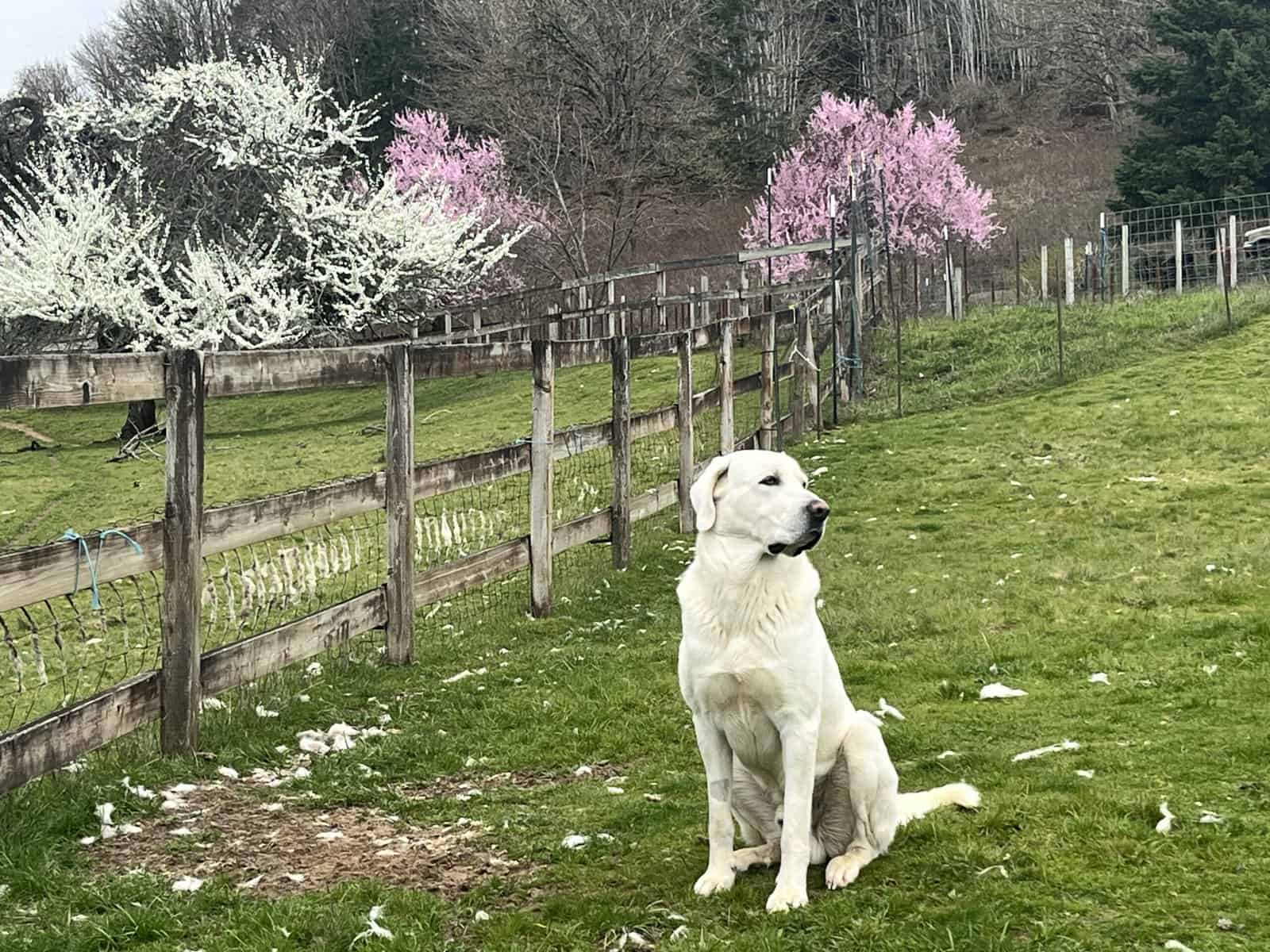 5 year old Akbash/ Great Pyrenees LGD image 2