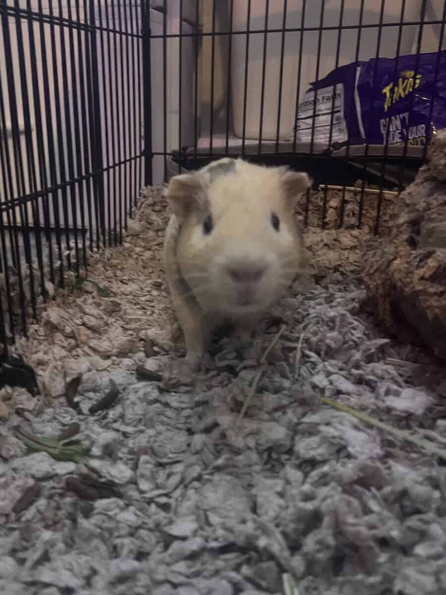 Guinea pig for rehoming 2 image 3
