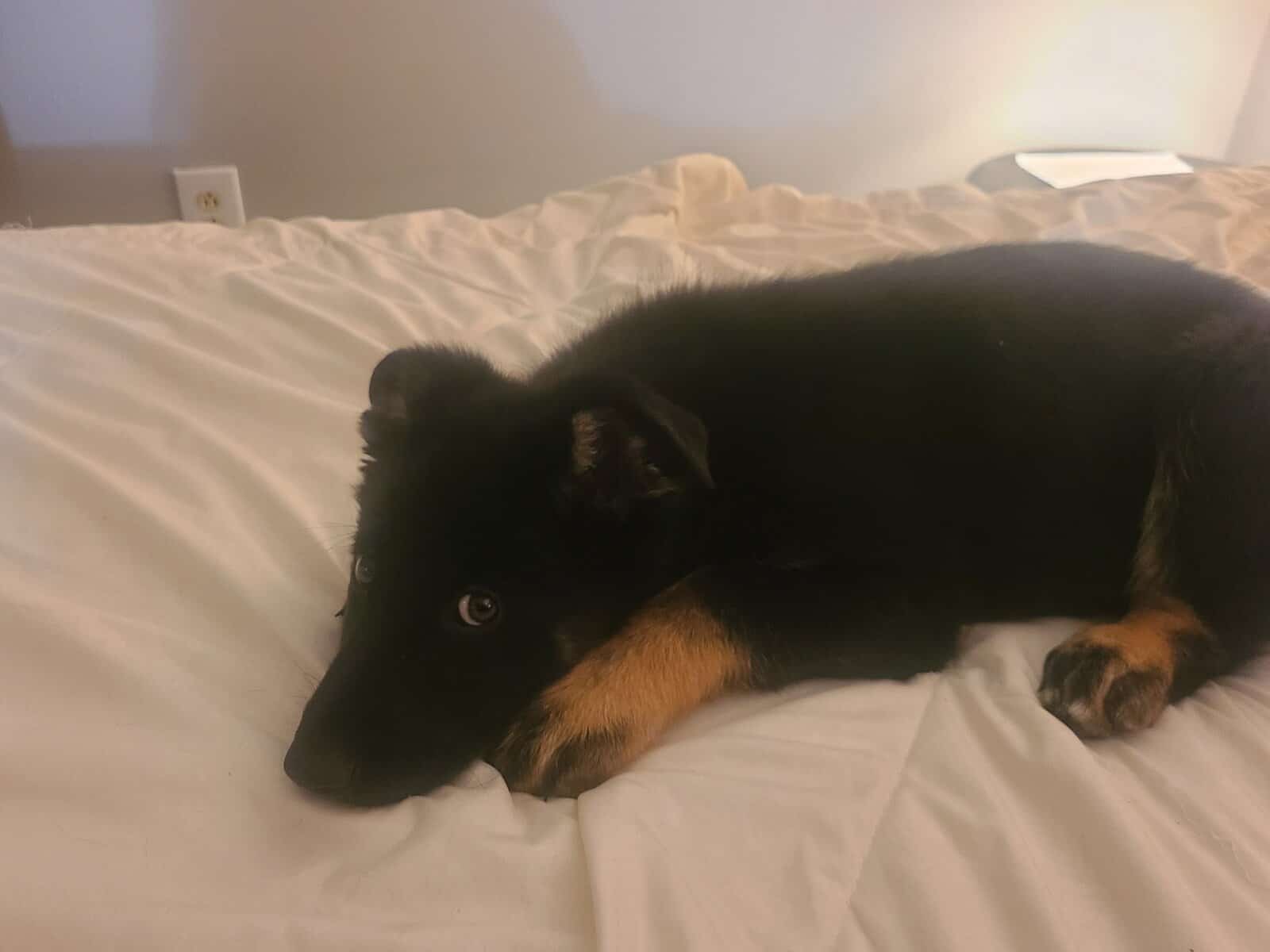Wolf / German Shepherd Puppy - Midnight Storm image 3