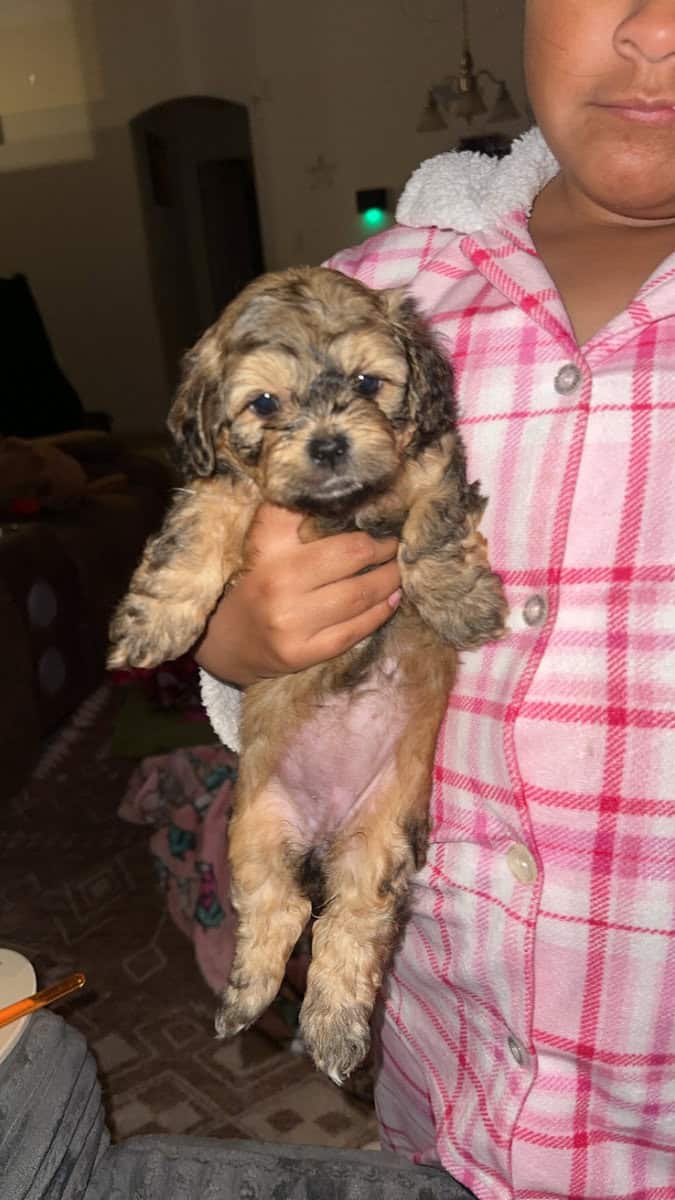 Toy poodle mix shih tzu image 3