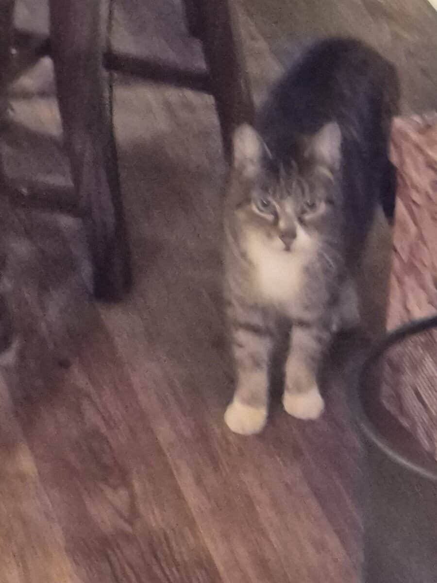 short hair cat about 15 yrs old image 1