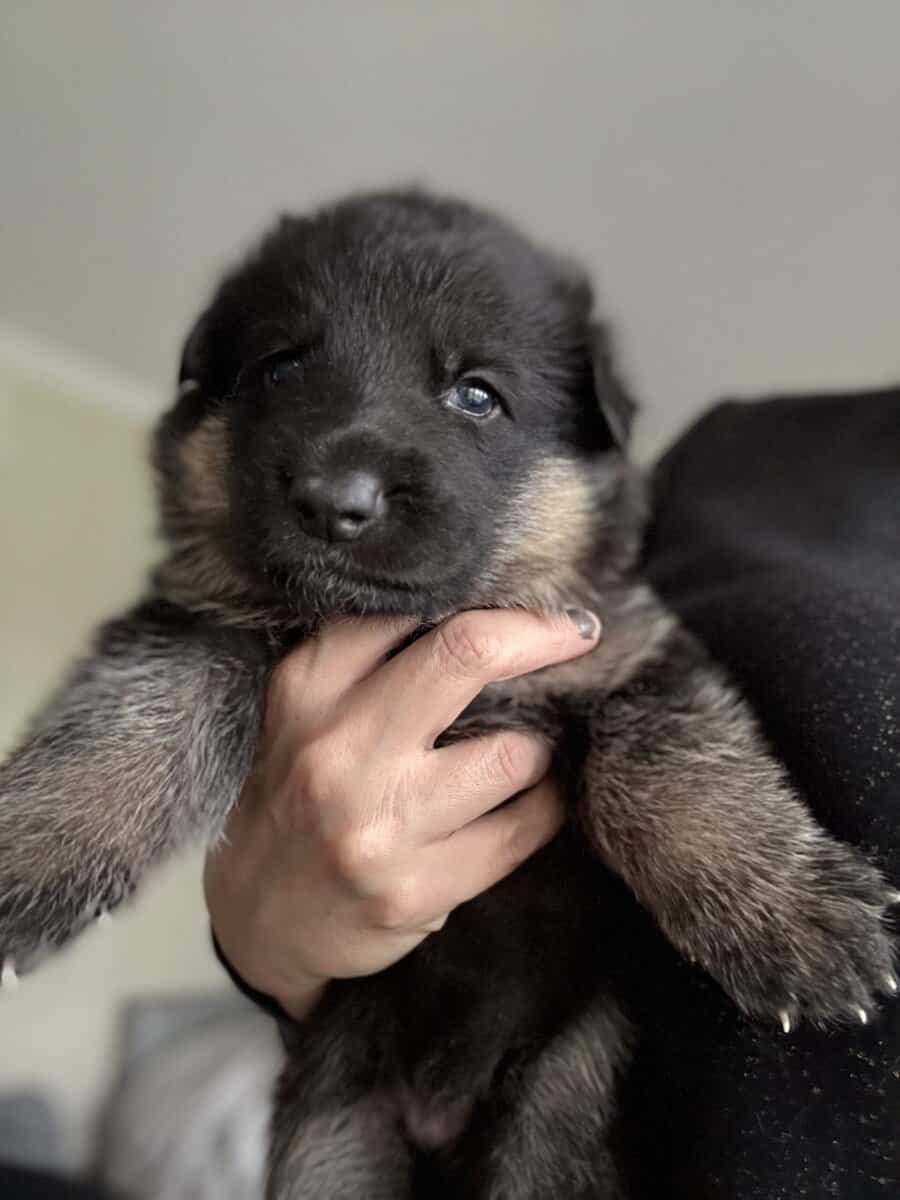 Christmas pups ready for homes image 3