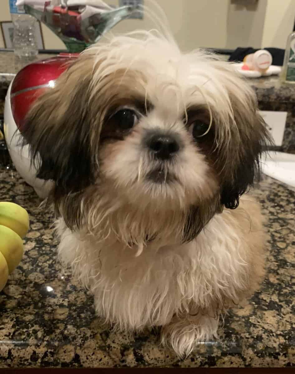 Thoroughbred Shih Tze puppy for sale image 1