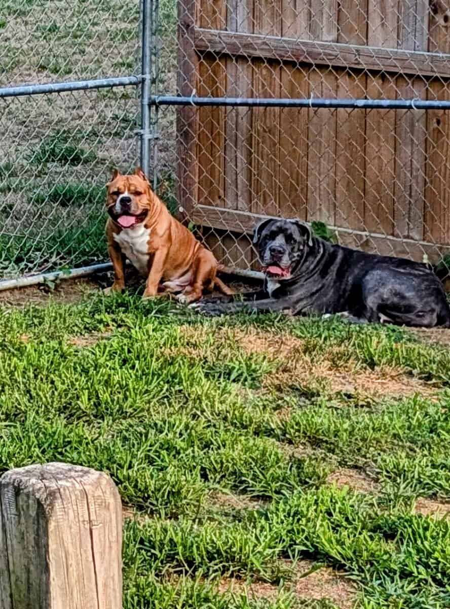 Rehoming 2 dogs asap image 2
