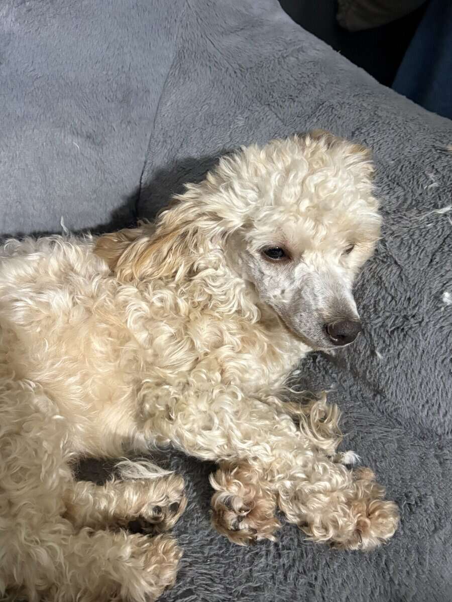 Mini Poodle for adoption image 1