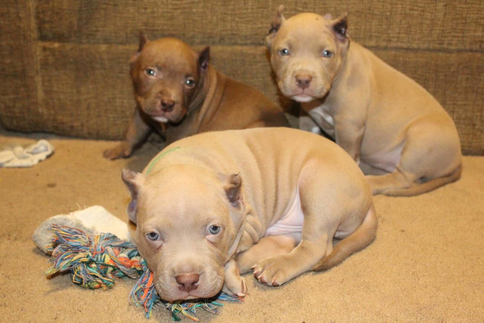 8 weeks American bullies image 11
