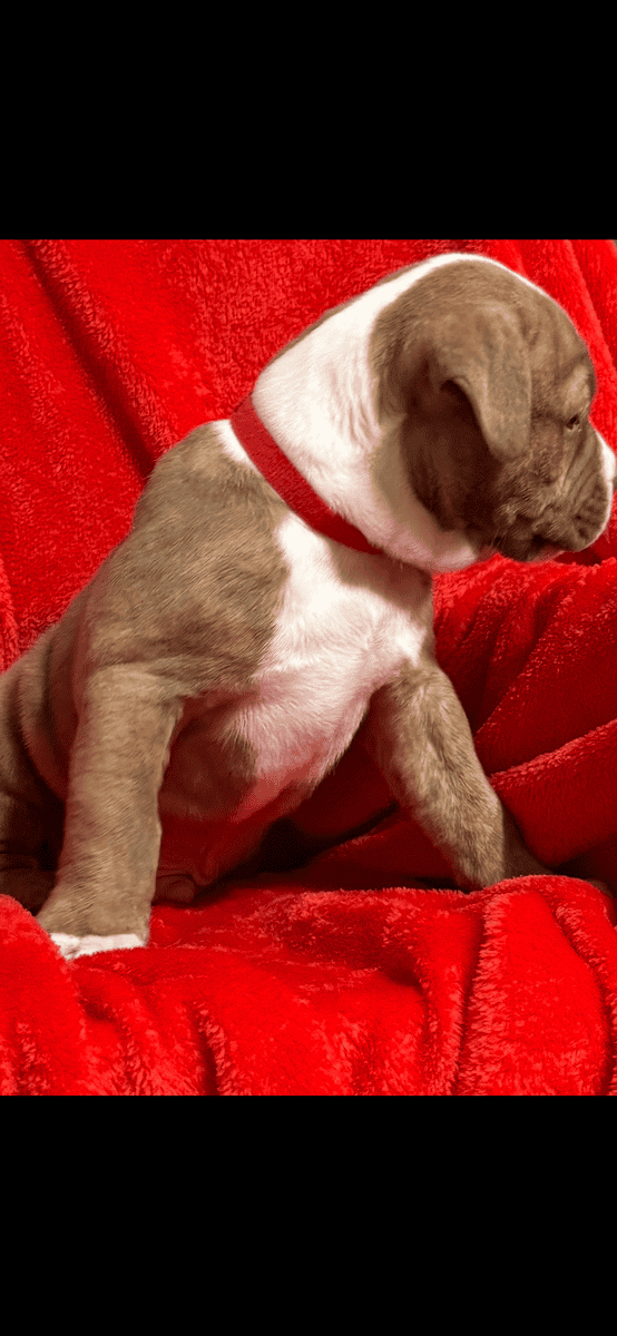 Pups for sale image 4