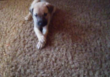 Little Great Dane puppies