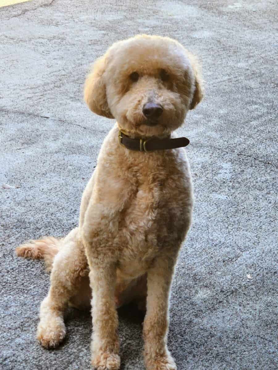 Goldendoodle Needing Loving Home image 1