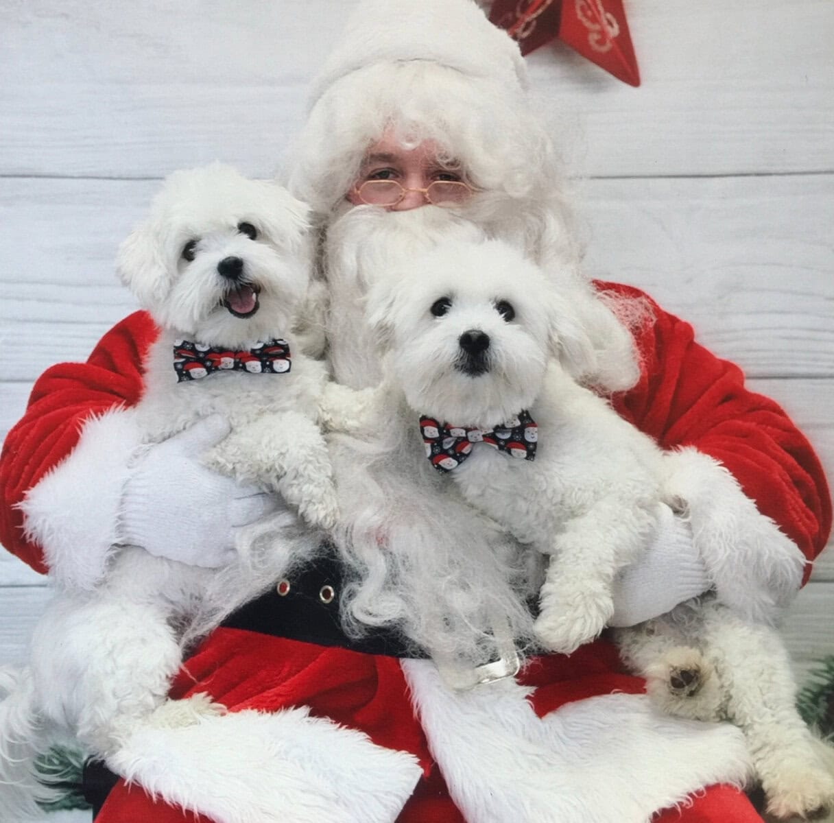 Christmas puppies!! Akc Coton De Tulear puppies image 1