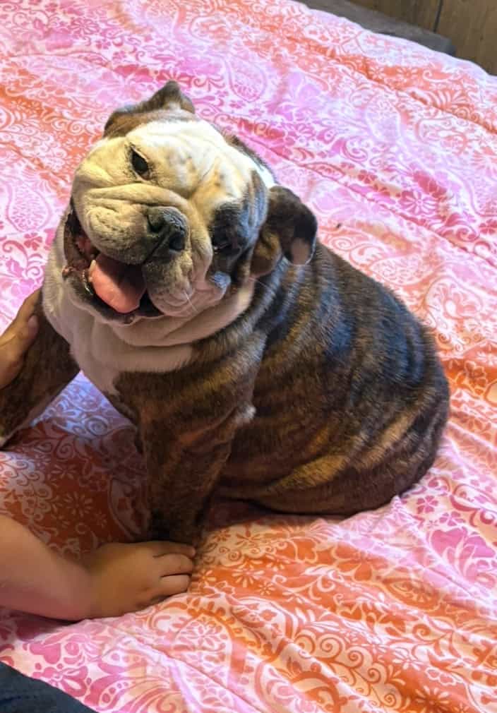 English bulldog image 1