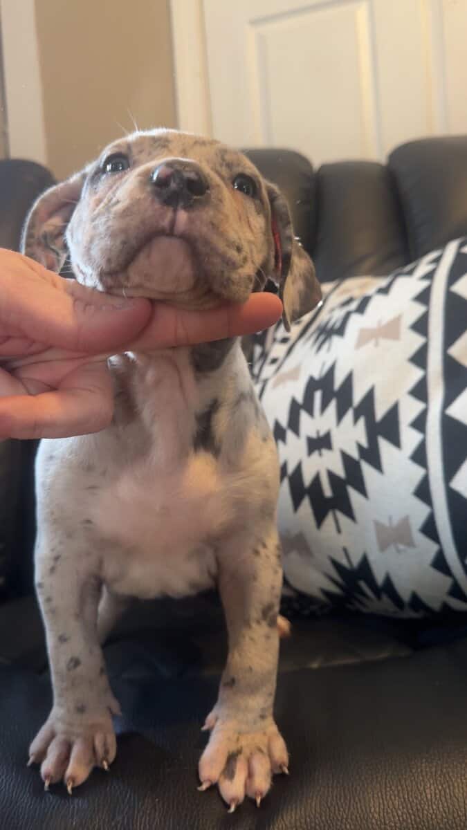 XL American ABKC Blue Merle male image 2