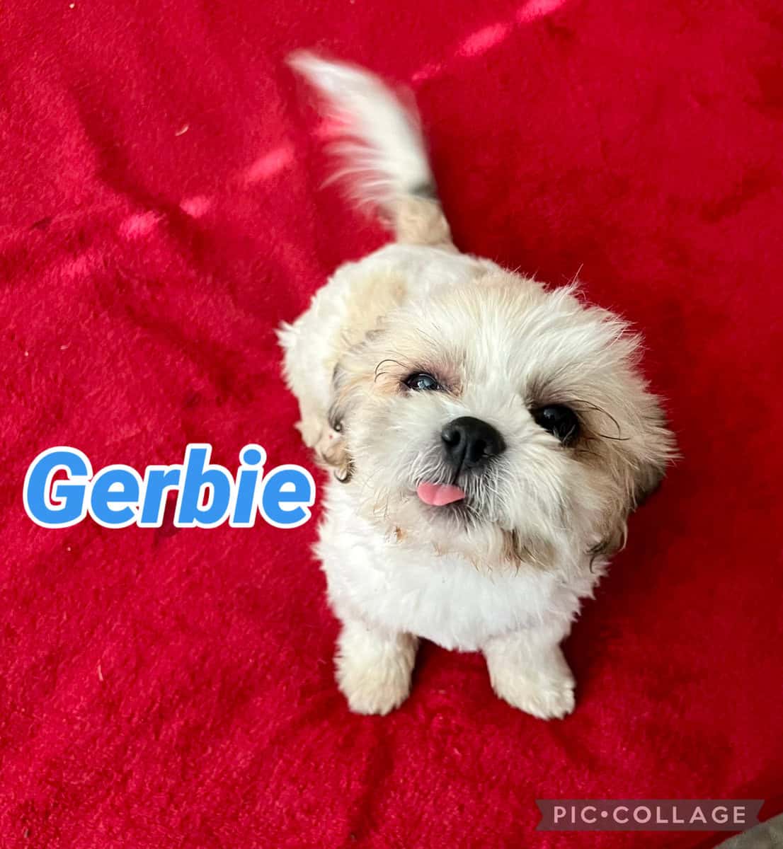 Loving Shih Tzu Puppies - Las Vegas image 4