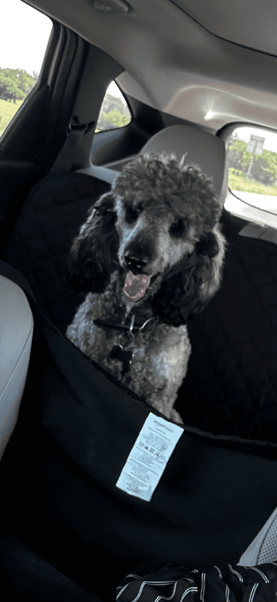 Female Poodle image 5