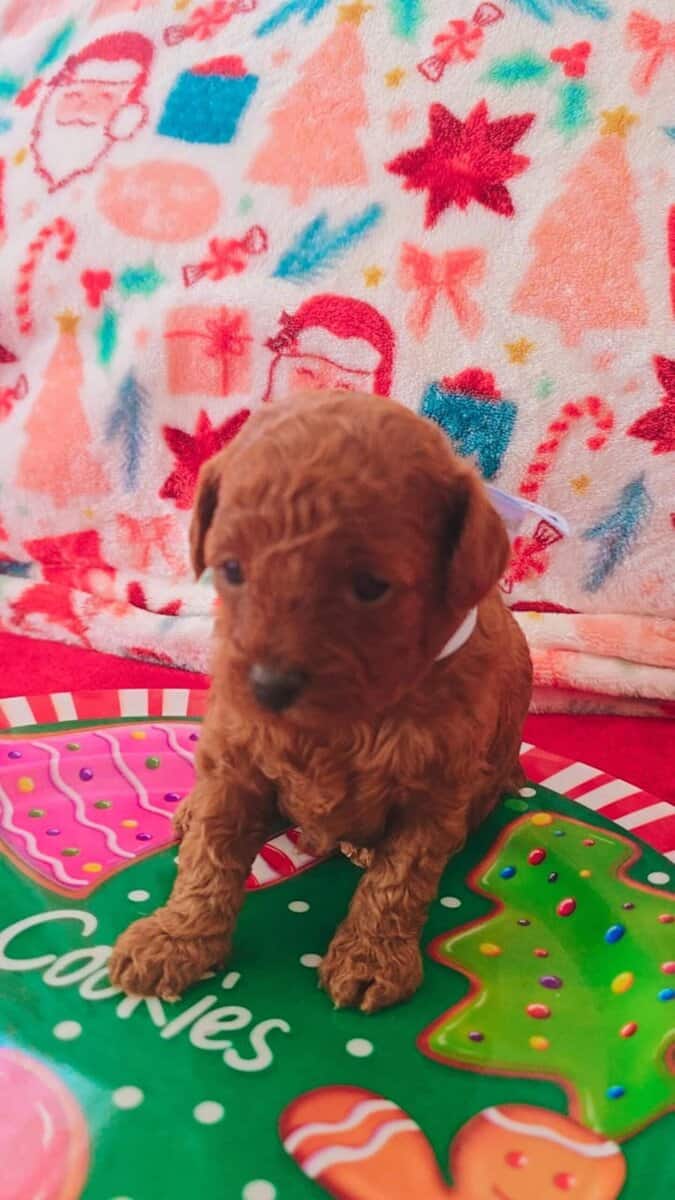 Toy Poodle image 2