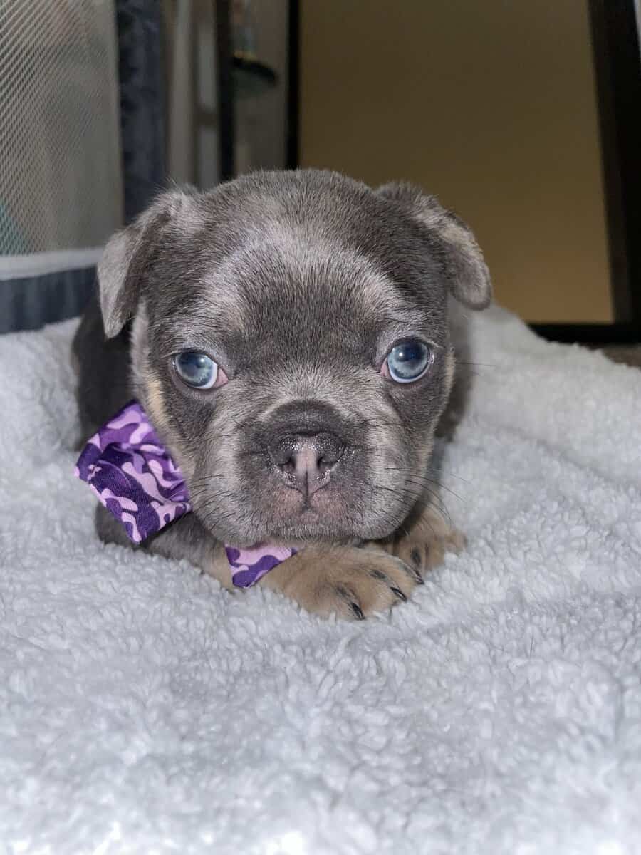 Lady, French bulldog image 1