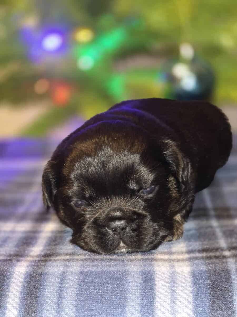 Full Fluffy French bull dog image 11