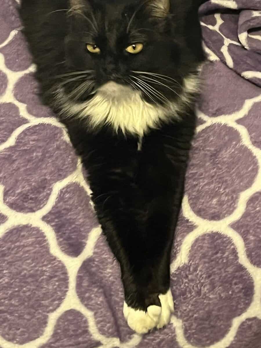 Sweet, Lazy Female Cat Needs a Home image 5