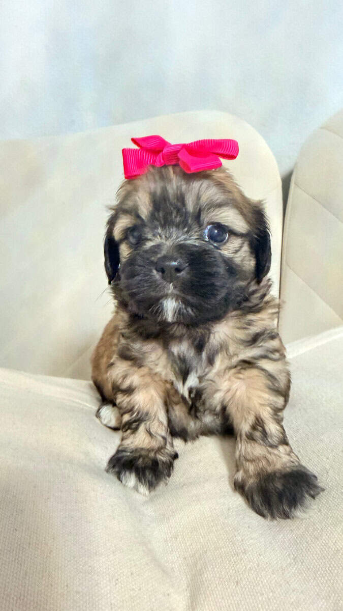 Shih Tzu Christmas-Ready Companions image 4