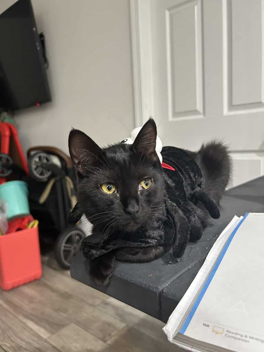 Female cat needs to be rehomed image 7