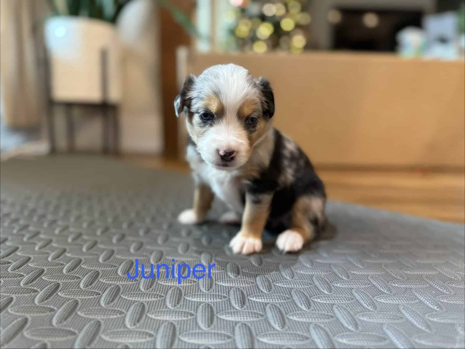 Mini Australian Shepard Puppy (Juniper) image 1