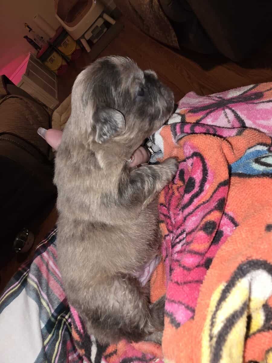 Full Fluffy French bull dog image 9