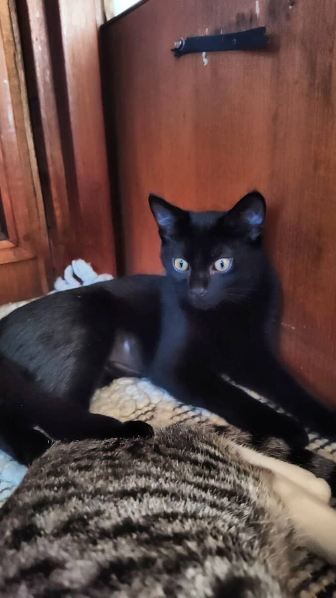 Healthy happy, teenage kittens. image 2