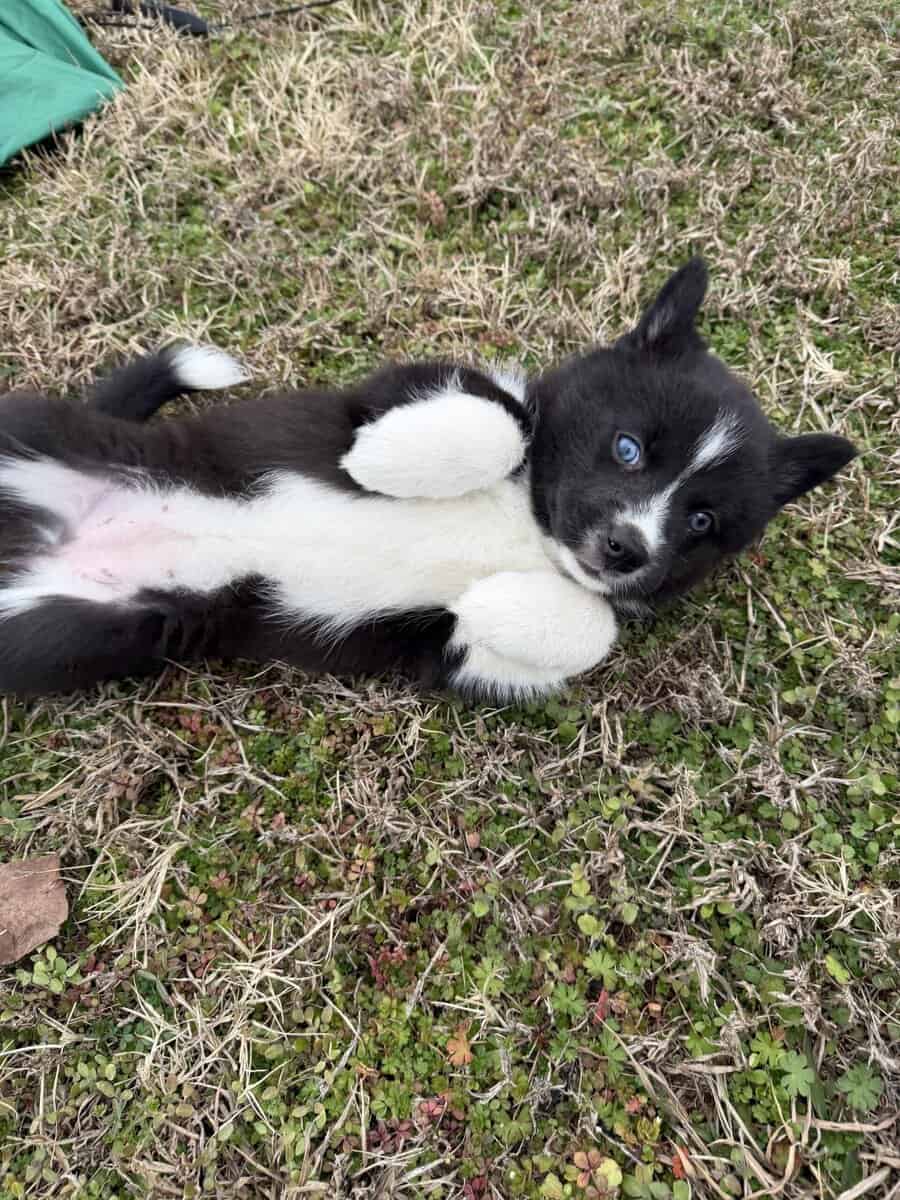 Abby the Pomsky image 5